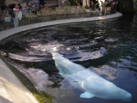 Vancouver Aquarium - bílé velryby